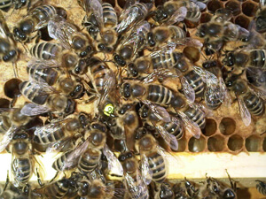 Matka v péči včel